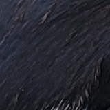 ペンギンの写真